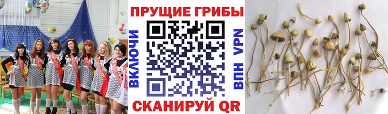 mega как зайти  Краснотурьинск  Псилоцибиновые грибы Cubensis  цена наркотик 